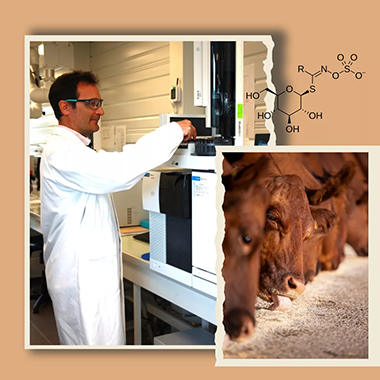 glucosinolates Chercheur en laboratoire étudiant la composition des aliments pour bétail et bovins en alimentation