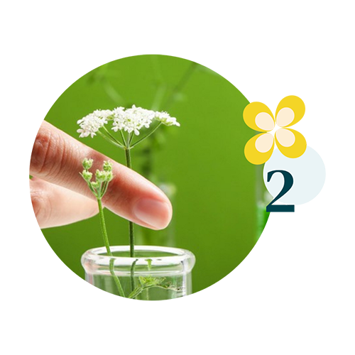 valeurs 2 Main effleurant délicatement une ombellifère blanche placée dans un tube en verre, sur un fond vert vif, avec un motif floral jaune et le chiffre 2 à droite.