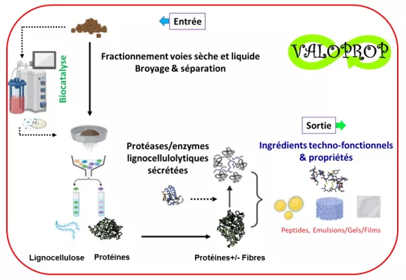 biomasses biotechnologiques huiles - Didier