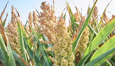 Nouveau projet VALOPROP : une approche innovante pour structurer la filière sorgho et accélérer la bioéconomie durable